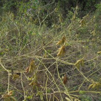 Crotalaria clavata Wight & Arn.